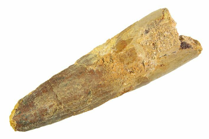 Bargain, Fossil Spinosaurus Tooth - Real Dinosaur Tooth #354738